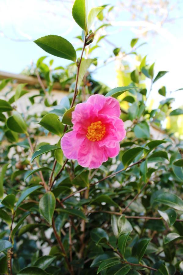 Brockies B N B Bed and Breakfast Rawene Esterno foto